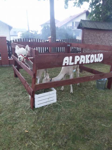 ALPAKOWO - Hodowla Alpak