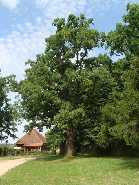 “Siemiony” Nature Reserve – former manor park and a concentration of oaks