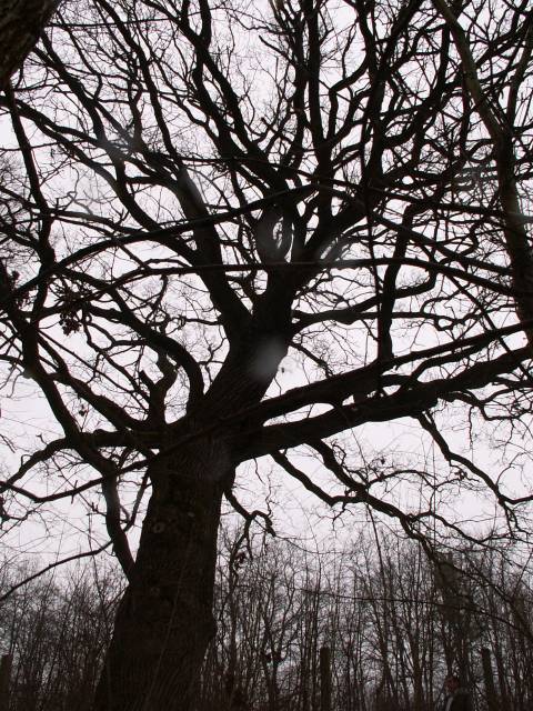 Sessile oak - natural monument