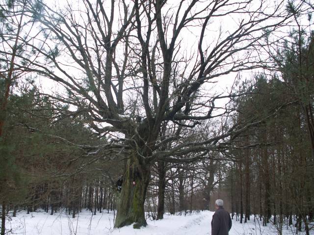 Sessile oak - natural monument